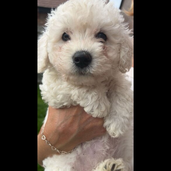 Poochon - Both