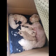 Poochon - Both
