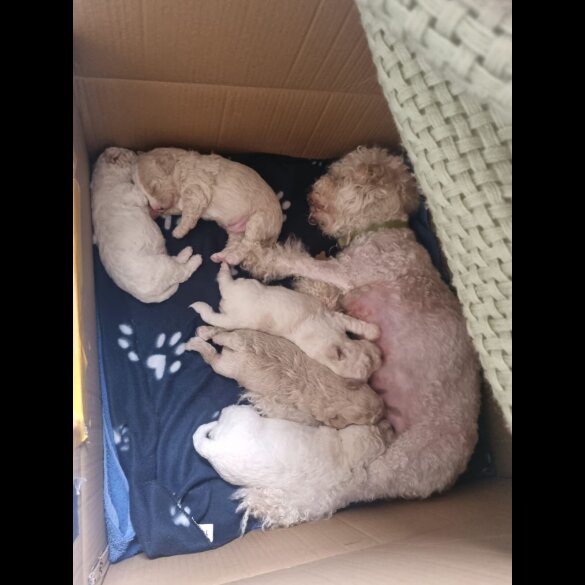 Poochon - Both