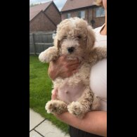 Poochon - Both