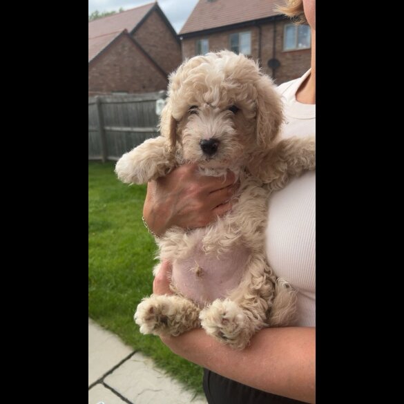 Poochon - Both