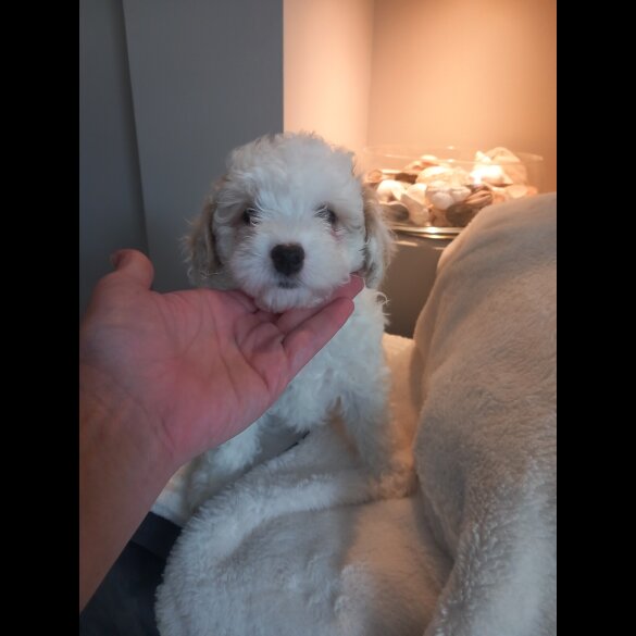 Poochon - Both