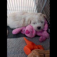 Poochon - Both