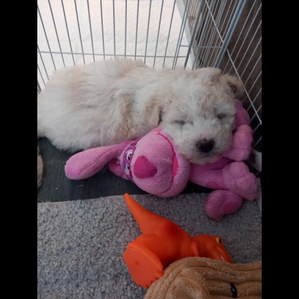 Poochon - Both