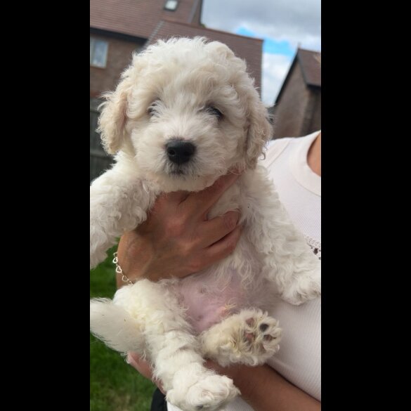 Poochon - Both