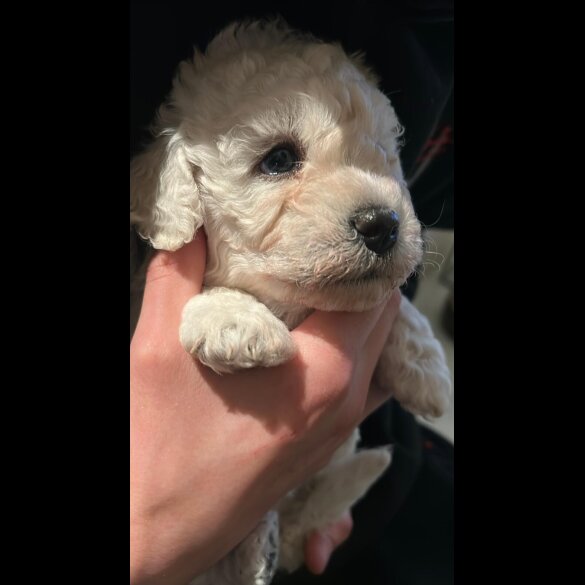 Poochon - Both