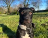 Patterdale Terrier