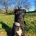 Patterdale Terrier