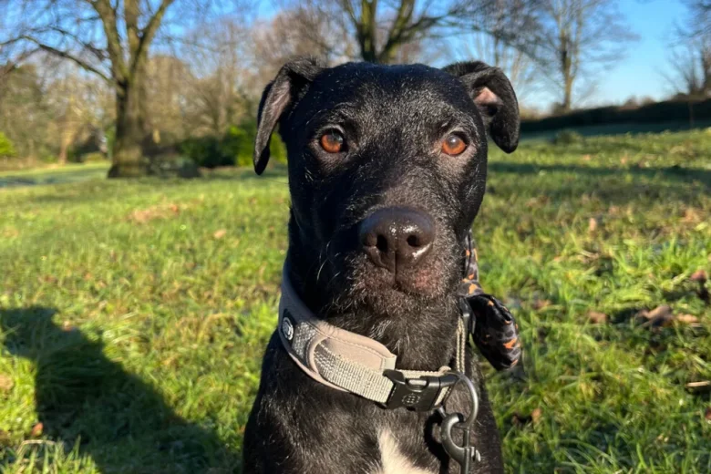 Patterdale Terrier