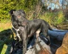 Patterdale Terrier