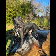Patterdale Terrier