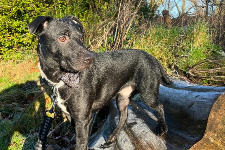 Patterdale Terrier