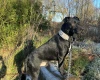Patterdale Terrier