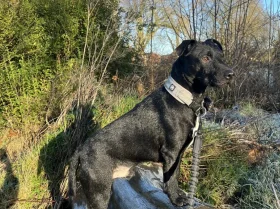 Patterdale Terrier