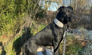 Patterdale Terrier