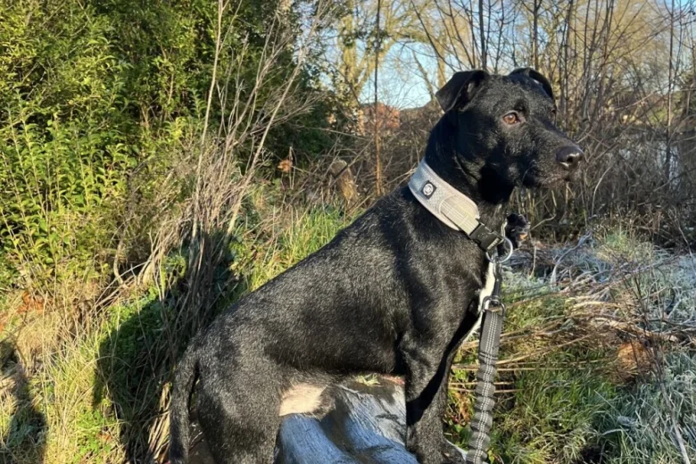 Patterdale Terrier