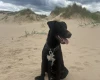 Patterdale Terrier