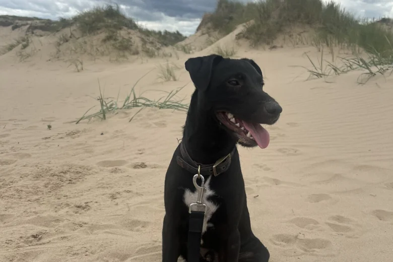 Patterdale Terrier