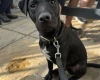 Patterdale Terrier