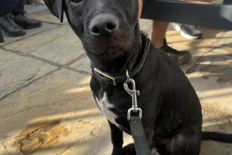 Patterdale Terrier