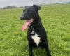 Patterdale Terrier