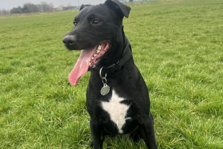 Patterdale Terrier