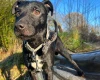 Patterdale Terrier