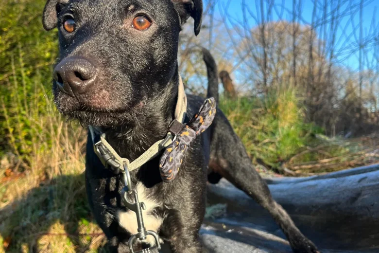 Patterdale Terrier