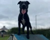 Patterdale Terrier