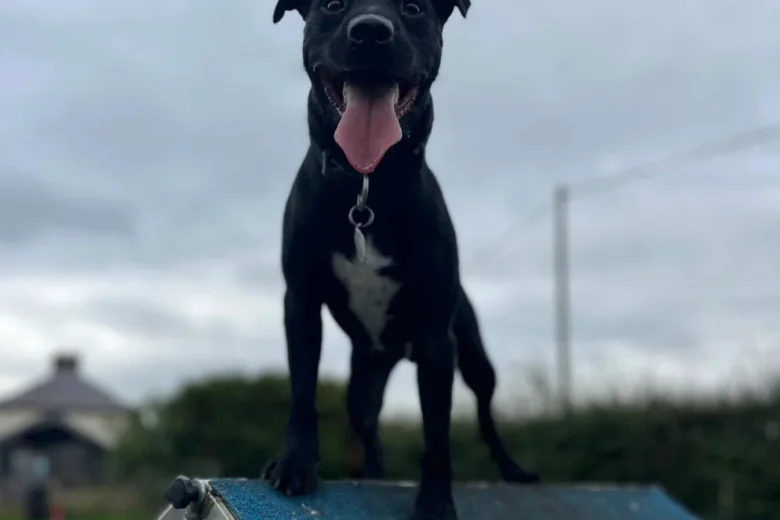 Patterdale Terrier