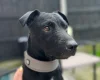Patterdale Terrier