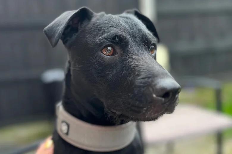 Patterdale Terrier