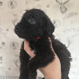 Patterdale Terrier - Both