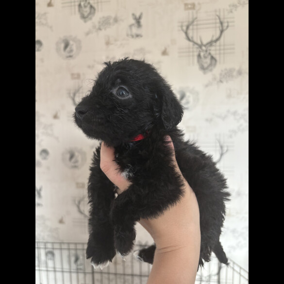 Patterdale Terrier - Both