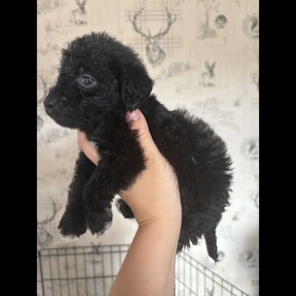 Patterdale Terrier - Both
