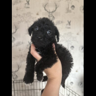 Patterdale Terrier - Both