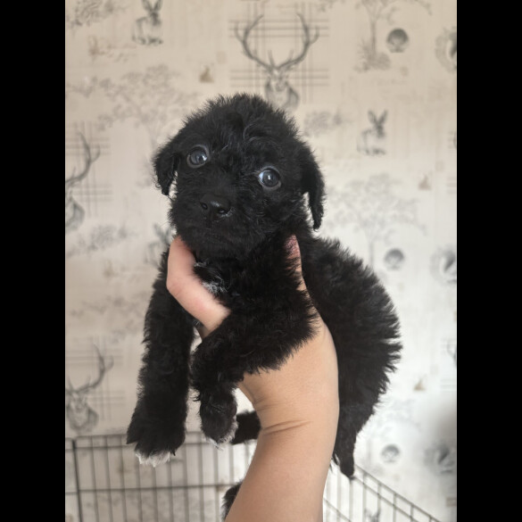 Patterdale Terrier - Both