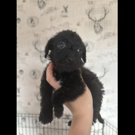 Patterdale Terrier - Both