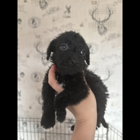 Patterdale Terrier - Both