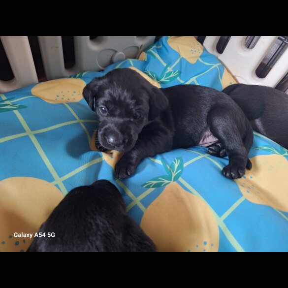 Labrador Retriever - Both