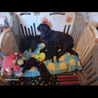Labrador Retriever - Both