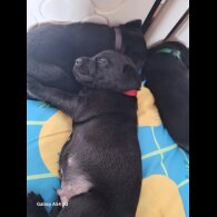 Labrador Retriever - Both