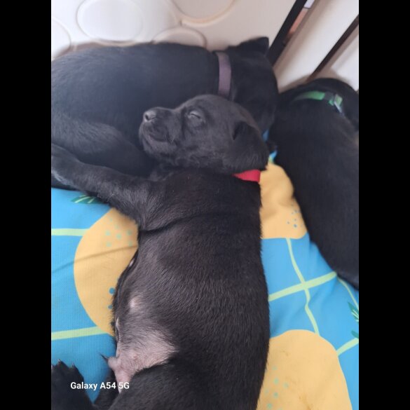 Labrador Retriever - Both