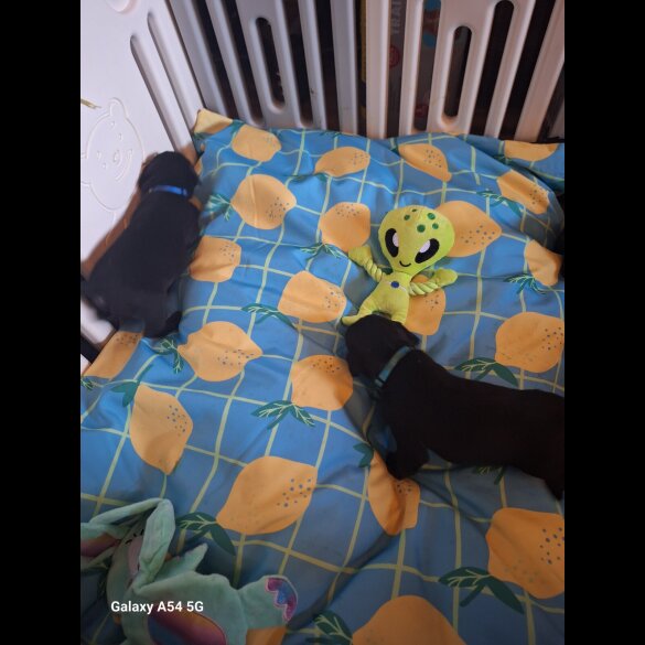 Labrador Retriever - Both