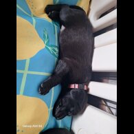 Labrador Retriever - Both