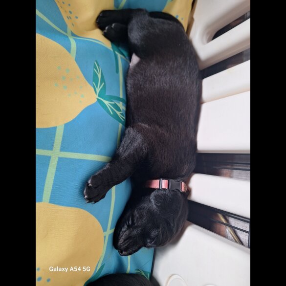 Labrador Retriever - Both