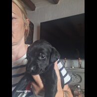 Labrador Retriever - Both