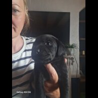 Labrador Retriever - Both