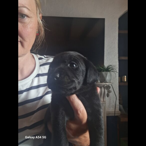 Labrador Retriever - Both