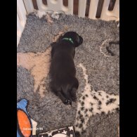 Labrador Retriever - Both
